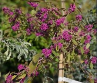 Callicarpa bodinieri 'Profusion' - Schoonvrucht - 4