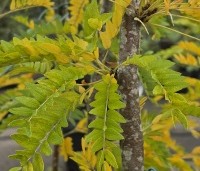 Gleditsia triacanthos 'Sunburst' - Valse christusdoorn - 3