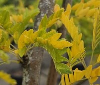 Gleditsia triacanthos 'Sunburst' - Valse christusdoorn - 2
