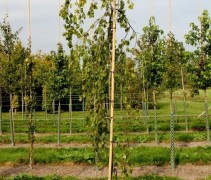 Fagus sylv. pendula