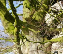 Fagus sylvatica