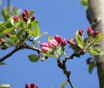 Malus evereste bloesemknoppen
