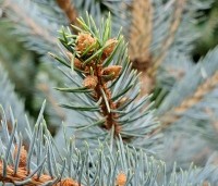 Picea pungens 'Glauca' - Blauwspar 'Glauca' - 1