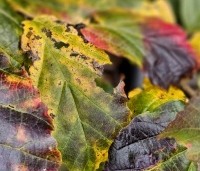 Parrotia persica 'Cherry Tips' - Perzisch IJzerhout 'Cherry Tips' - 3