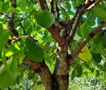 Prunus avium 'Regina'