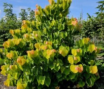 Cercis can. 'The Rising Sun'