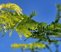 Gleditsia triacanthos 'Sunburst' - Valse christusdoorn - 5