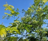 Gleditsia triacanthos 'Sunburst' - Valse christusdoorn - 6