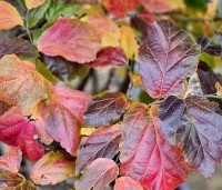 Parrotia persica 'Cherry Tips' - Perzisch IJzerhout 'Cherry Tips' - herfsttinten