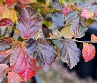 Parrotia persica 'Cherry Tips' - Perzisch IJzerhout 'Cherry Tips' - 6
