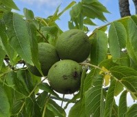 Juglans nigra - Zwarte Notenboom - 6