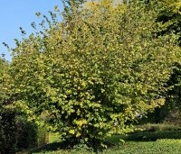 Corylus avellana - Gewone hazelaar - 2
