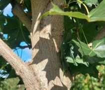 Acer 'Pacific Sunset' blad en stam