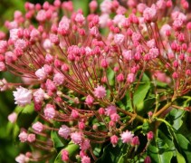 Kalmia latifolia 