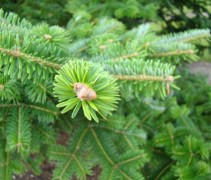 Naaldbezetting Abies nordmanniana
