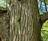 Taxodium distichum - Moerascypres - 1