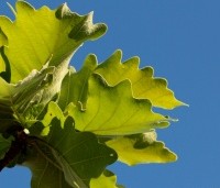 Quercus dentata ‘Carl Ferris Miller’ - Japanse Daimyo-eik - 5