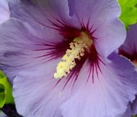 Hibiscus syriacus 'Marina' - Altheastruik  ‘Marina' - 1
