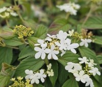 Viburnum plicatum 'Watanabe' - Sneeuwbal 'Watanabe' - 5