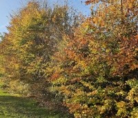 Fagus sylvatica - Groene beuk - toepassing in gemengde haag.  november 2025