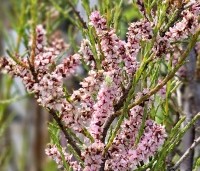 Tamarix tetrandra - Tamarisk - 2