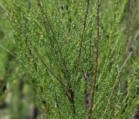 Tamarix tetrandra - Tamarisk - 3