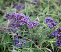 Buddleja davidii 'Nanho Blue'