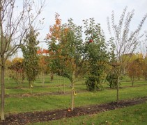 Malus domestica Bramley Seedling halfstam