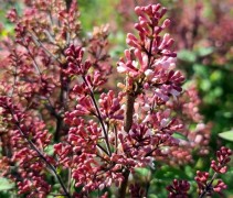 Sering 'Superba' in bloei