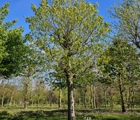 Tilia tomentosa - Zilverlinde - 4
