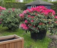 Rhododendron yakushimanum 'Fantastica' - Rododendron 'Fantastica' - 3