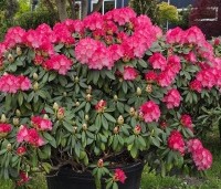Rhododendron yakushimanum 'Fantastica' - Rododendron 'Fantastica' - 2