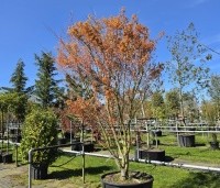 Acer palmatum 'Ueno Yama' - Japanse Esdoorn 'Ueno Yama' -  7 april 2026