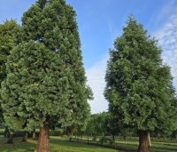 Sequoiadendron giganteum - Mammoetboom - 2