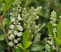 Clethra alnifolia 'Anne Bidwell' - Schijnsels 'Anne Bidwell' - 5