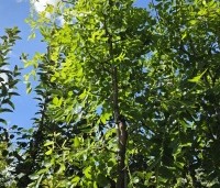 Ziziphus Jujuba - Chinese Dadel - 3