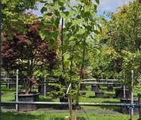 Paulownia tomentosa 'Hulsdonk' - Anna Paulownaboom 'Hulsdonk' - 1