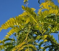 Gleditsia triacanthos 'Sunburst' - Valse christusdoorn - 2