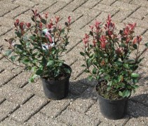 Photinia fraseri 'Little Red Robin' in C3