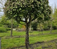 Acer campestre 'Red Shine' - Veldesdoorn - 1