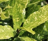 Aucuba jap. 'Variegata' - Broodboom 'Variegata' - 1