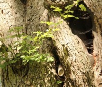 Crataegus monogyna veterane boom