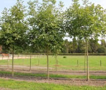 Juglans Regia