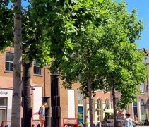 Liriodendron Tulipifera