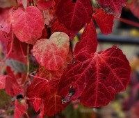 Parthenocissus tricuspidata 'Veitchii' - Wilde Wingerd Quickhedge - 2