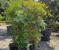 Nandina domestica - Hemelse bamboe - 1