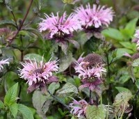 Monarda 'Beauty of Cobham' per kist á 24 st. - Bergamot plant - 2