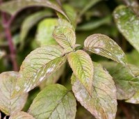 Monarda 'Beauty of Cobham' per kist á 24 st. - Bergamot plant - 1