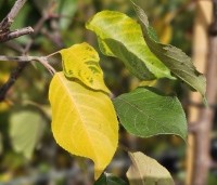 Malus 'Rudolph' - Sierappel - 2