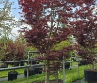 Acer palmatum 'Fireglow' - Japanse Esdoorn 'Fireglow' - 3